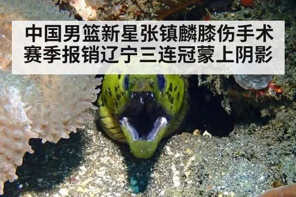 中国男篮新星张镇麟膝伤手术赛季报销辽宁三连冠蒙上阴影